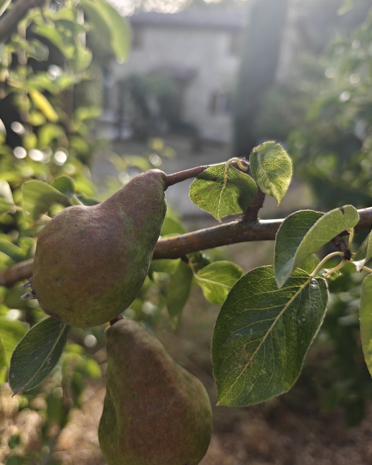 Pears ripening on a branch in Il Palazzino’s orchard