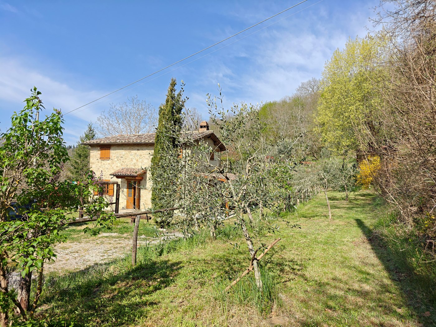 Fruit trees and fresh spring growth in the garden